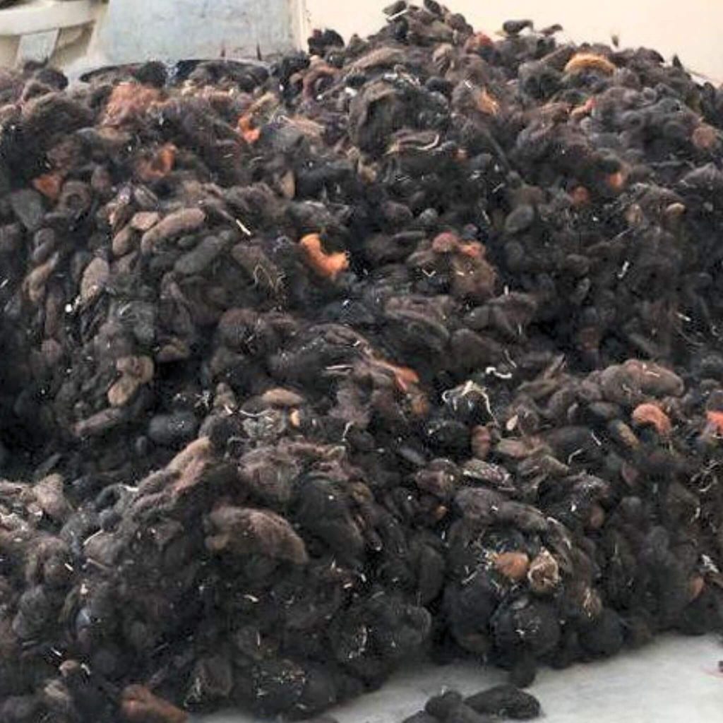The Goli Hair also called hair balls from plugholes that is being sold as virgin hair by some hair vendors